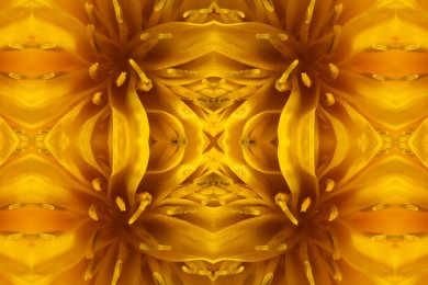 Löwenzahn / dandelion 1